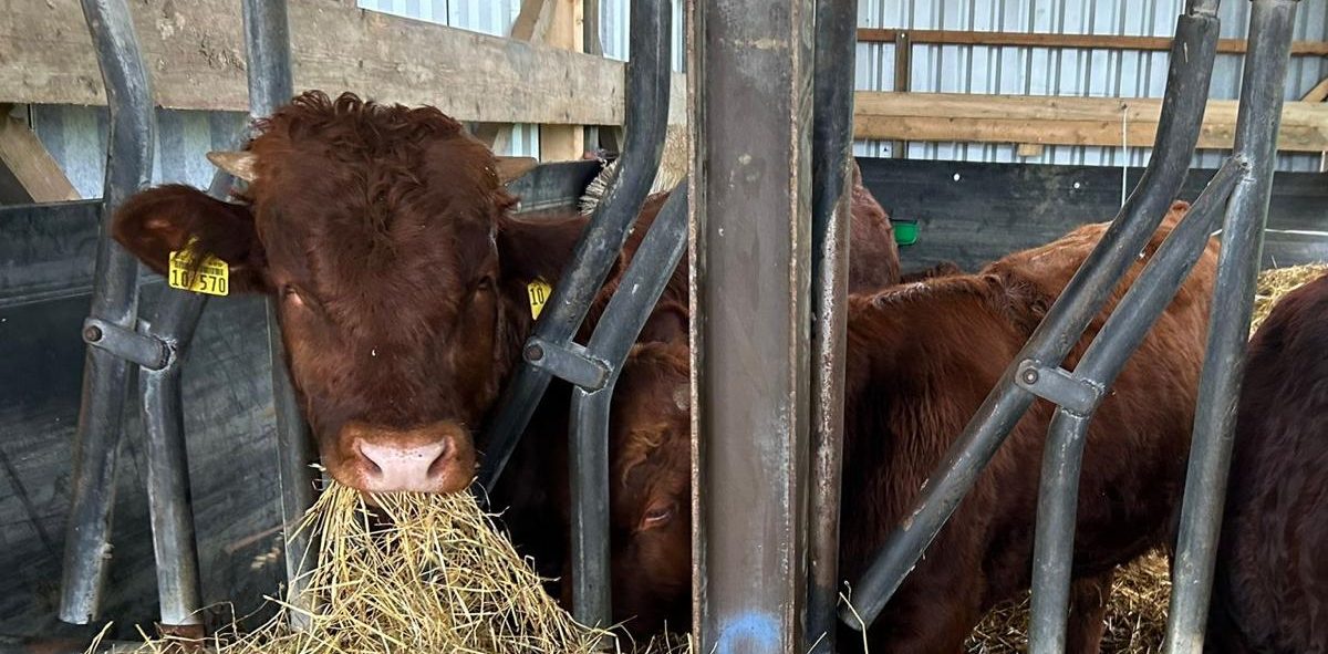 Bullenkälber 2025 Drei Kühe fressen Heu in einem Stall.