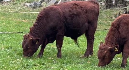 Jung Bullen Zwei robuste braune Kühe grasen friedlich auf einer Wiese.
